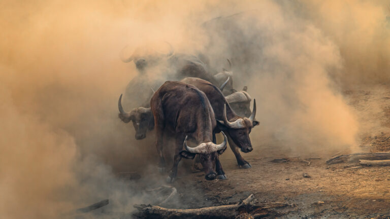 BUFFALO AV1X9635-Edit - Paul Nash