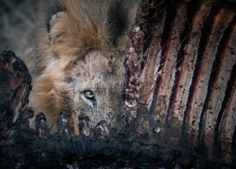 FACING DANGER - Lisl Moolman