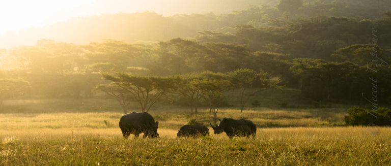 KZN Rhino - Mick Milligan