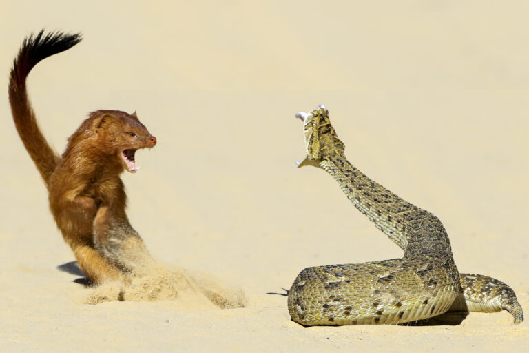 Snake Attact copy 2 - Linda Coleske