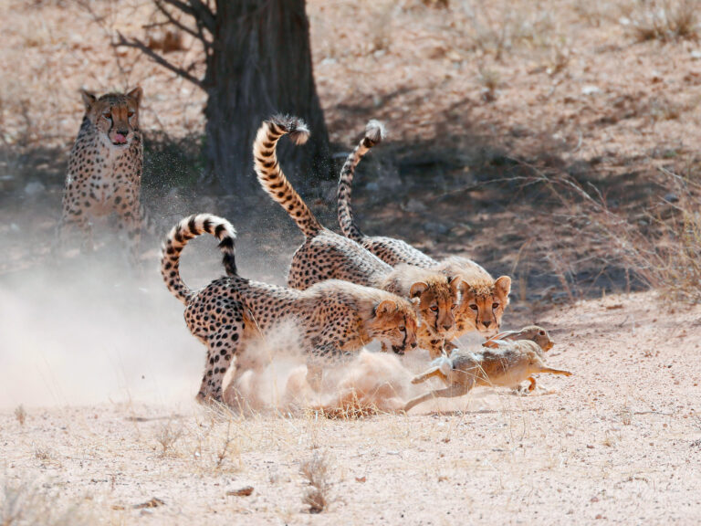 cheetah-hunting-lesson - Helmut Niebuhr